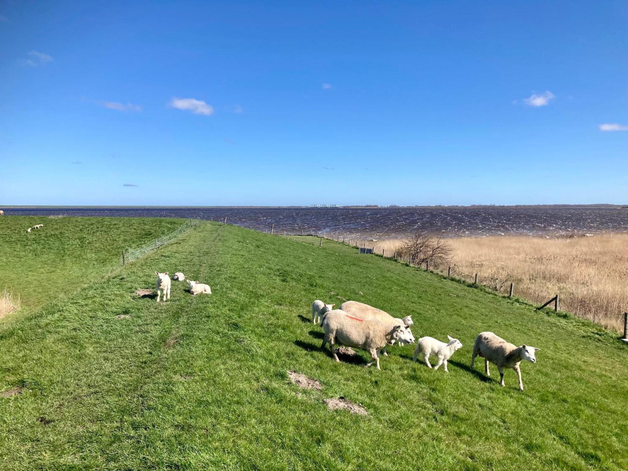 Haus Gaby Direkt Am Lauwersmeer Anjum Luaran gambar
